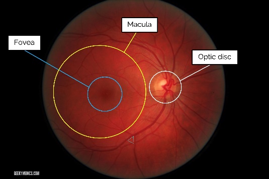 Retinal Exam - Fundoscopy